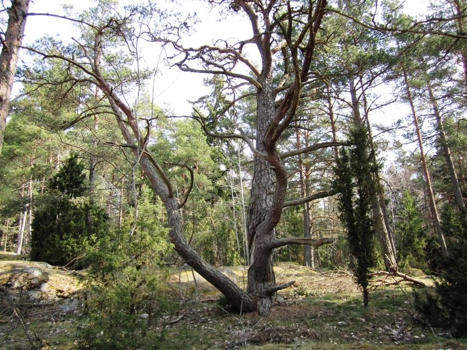 Elin van Dooren/Trosa kommun