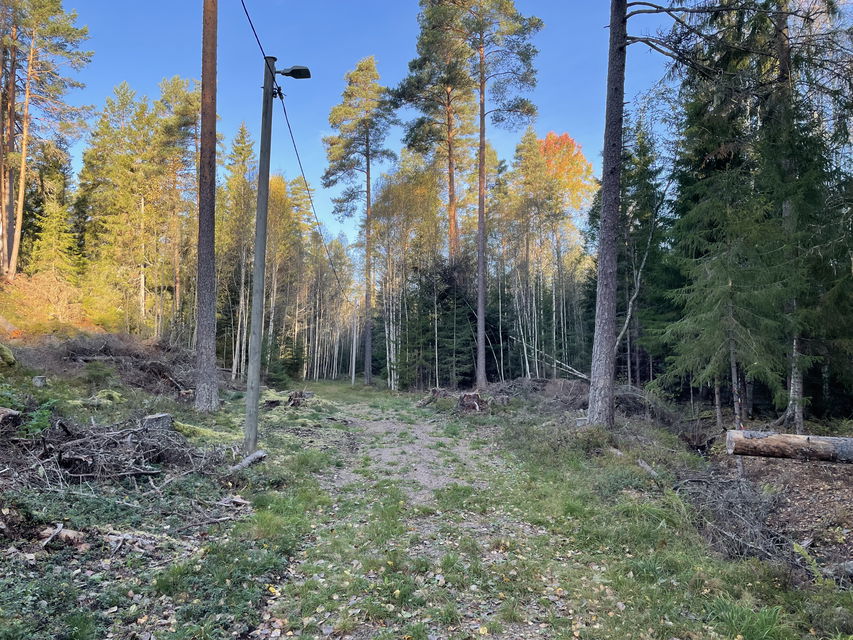 Motionsspår 2 km går igenom skogsmiljö med belysning