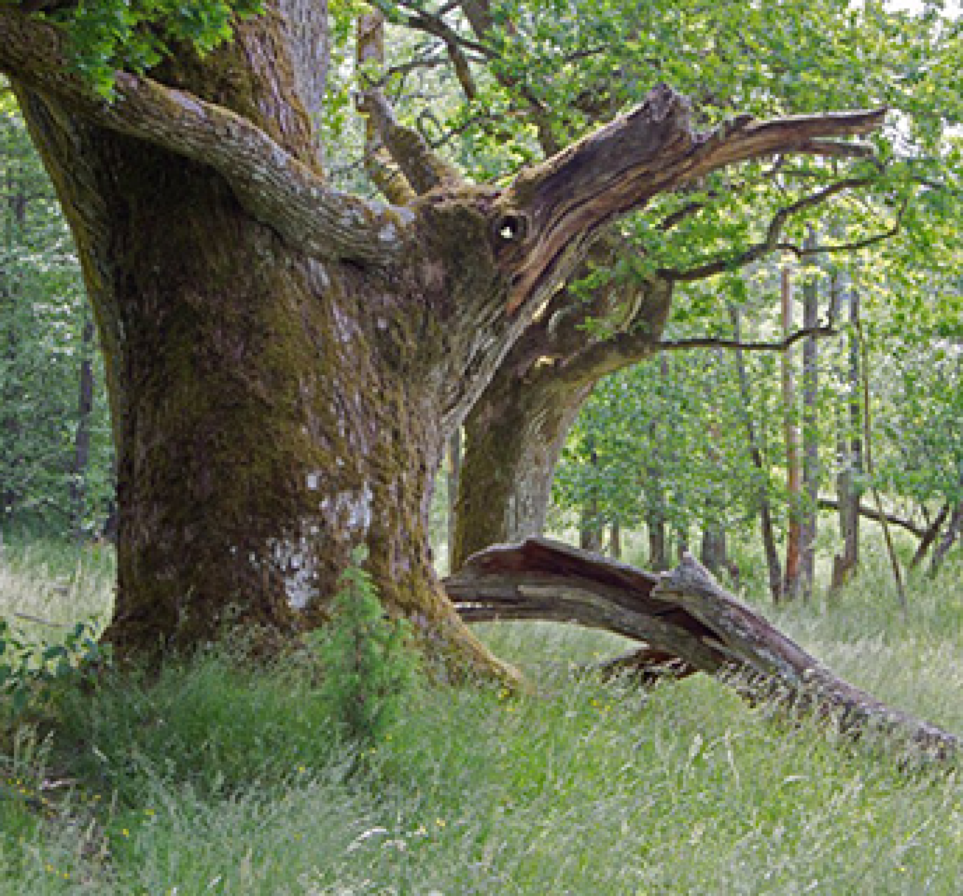 Nature path - Kummelön nature reserve