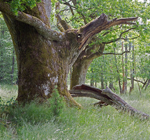 Kummelön nature reserve