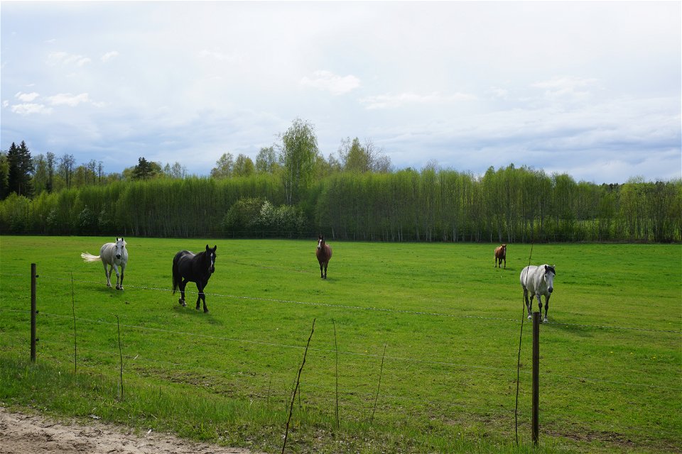 Fem hästar i en hage längs med Salabanan