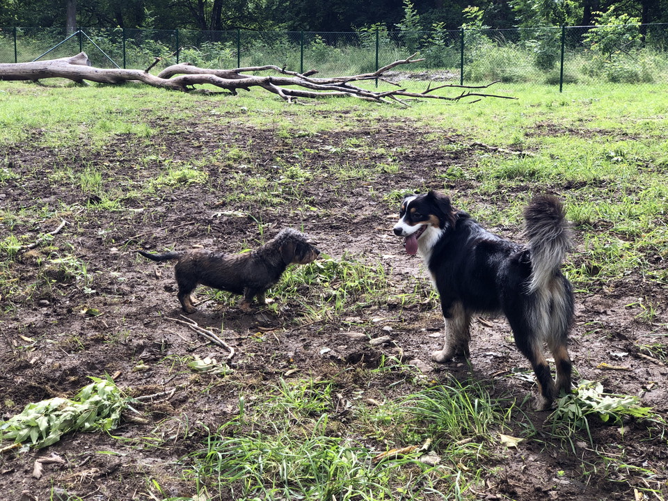2 hundar i hundlekpark i Älmhult