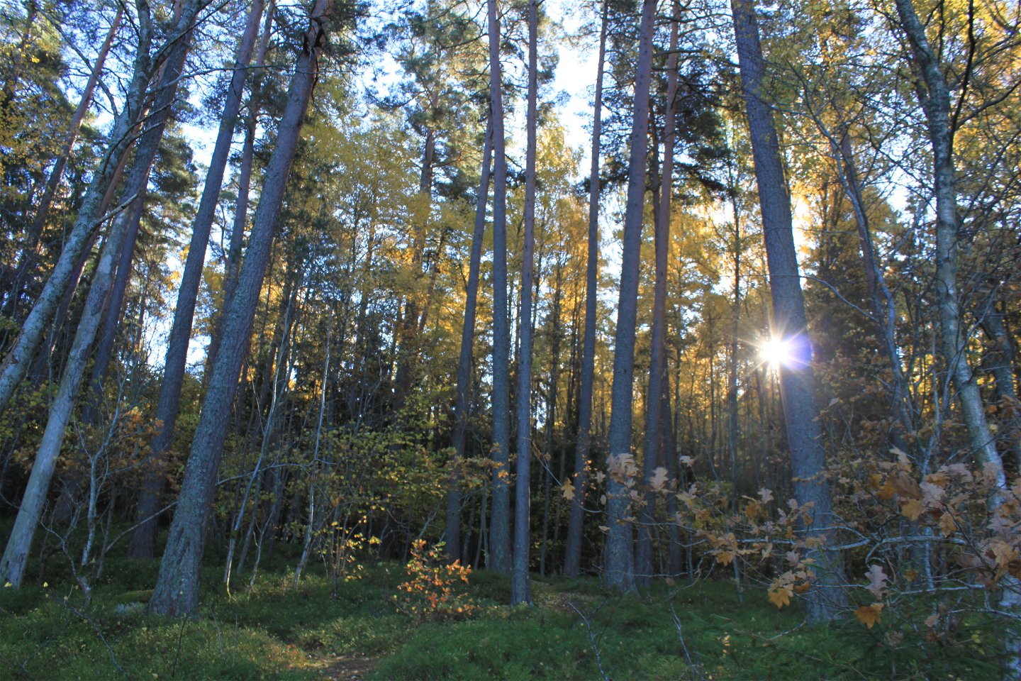 Tät skog med både löv- och barrträd.