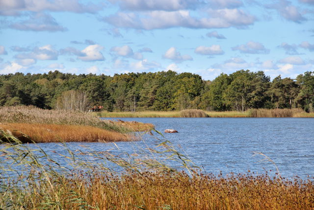Drag - Svinö