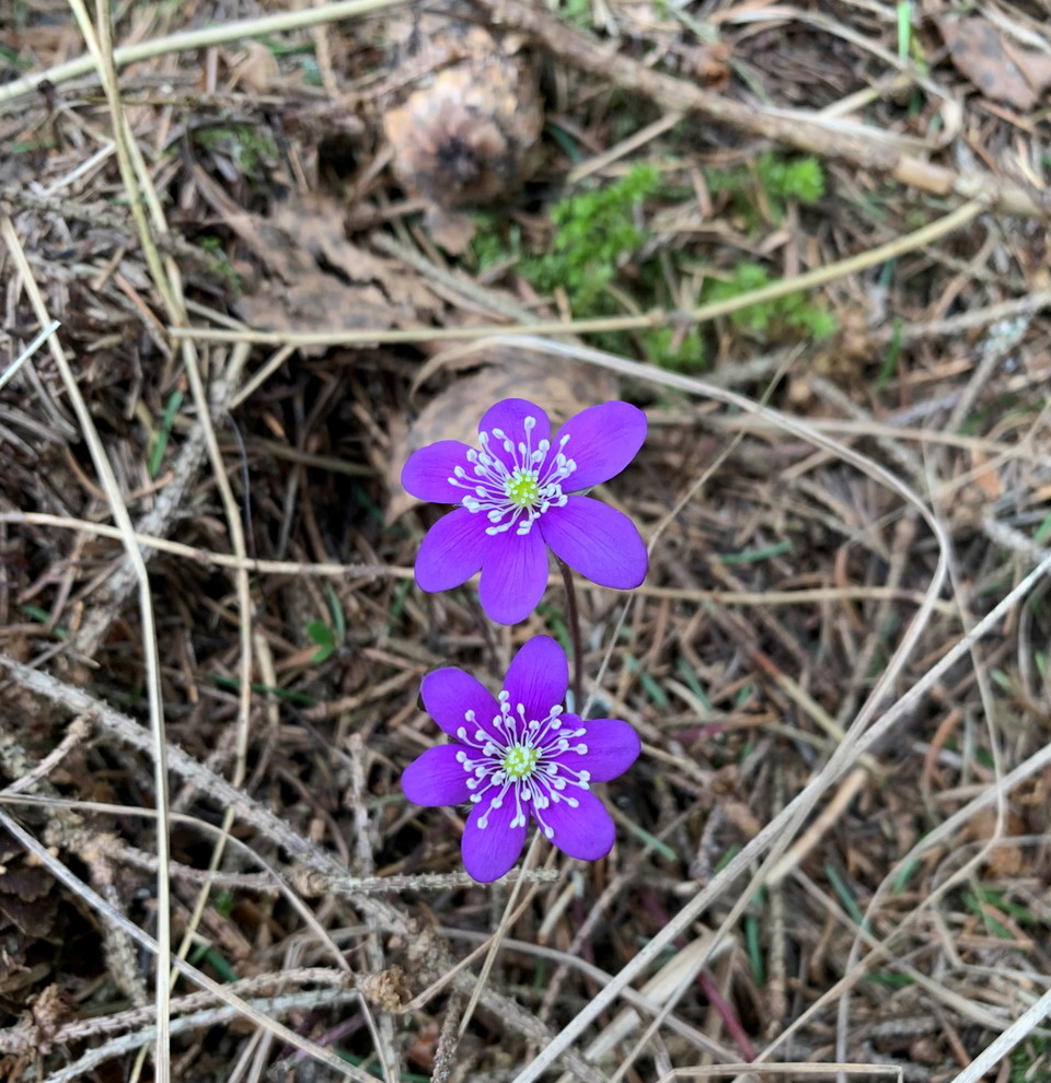 Blåsippor om våren. Kornamossens naturreservat. 