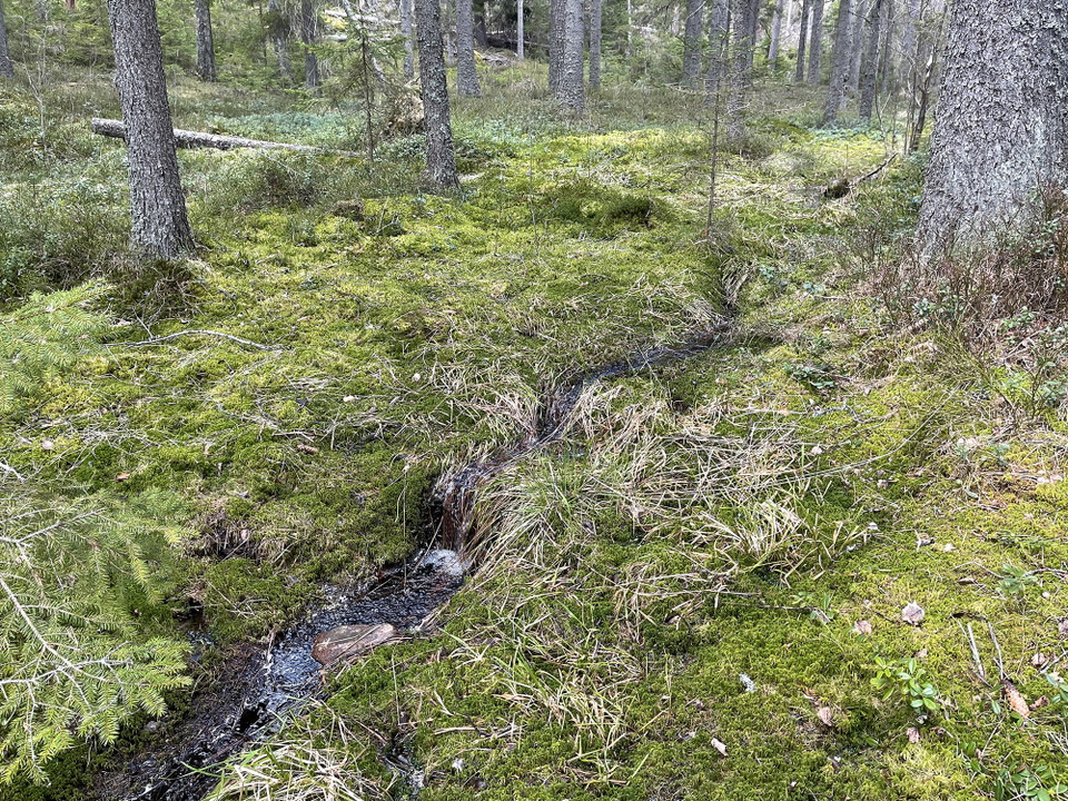 Smal bäck kantad av mossa.