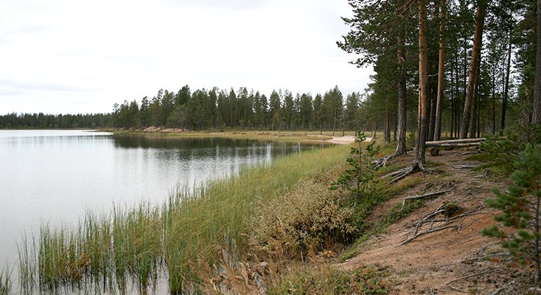 Lättvandrad skog och badstrand i Anokangas.