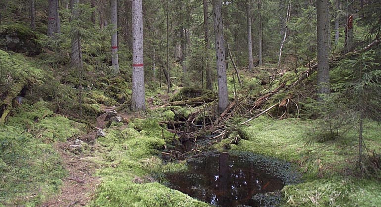 Naturreservatet Trolldalen.