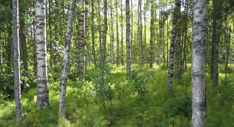 Skir björkskog i Kläppaängarnas naturreservat.