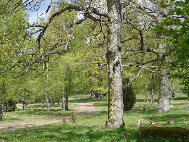 Anslutning - KS3/KS4- Värsnäs