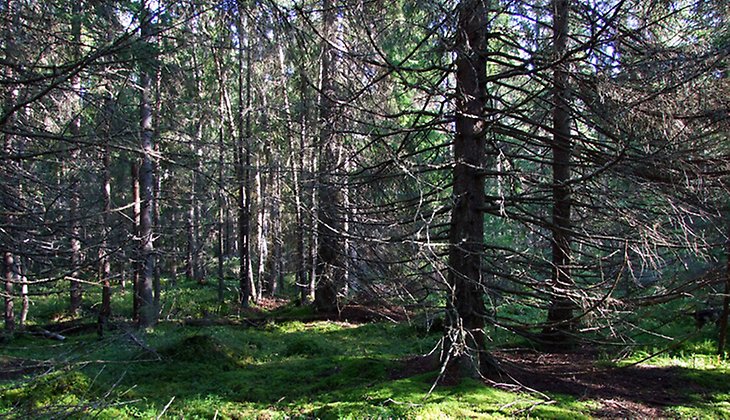 Altaigranarna med sina smala stammar med korta grenar är vanliga i reservatet.