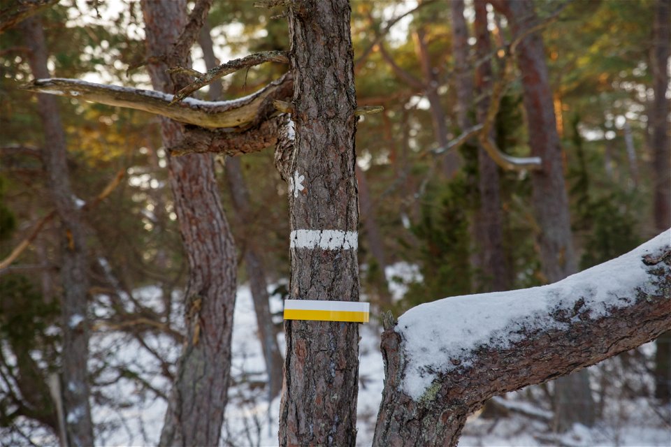 Skogsmiljö med snö. Runt ett träd sitter ett gulvitt band. Träden har även markering för naturreservat med vitt band och vit stjärna.