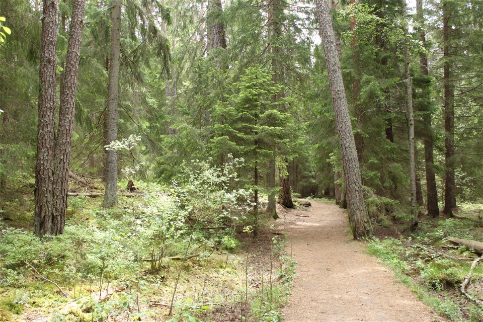 En bred gångväg med tät skog på båda sidorna.