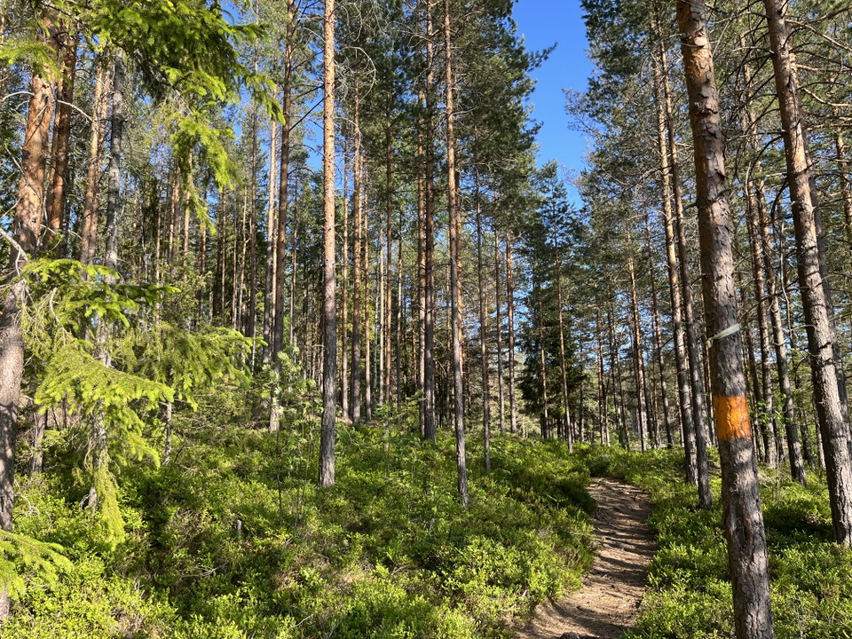 Längs med leden