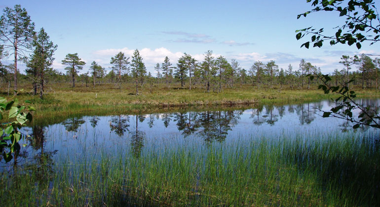 Utsikt över en av Bodmyrans vattenspeglar.