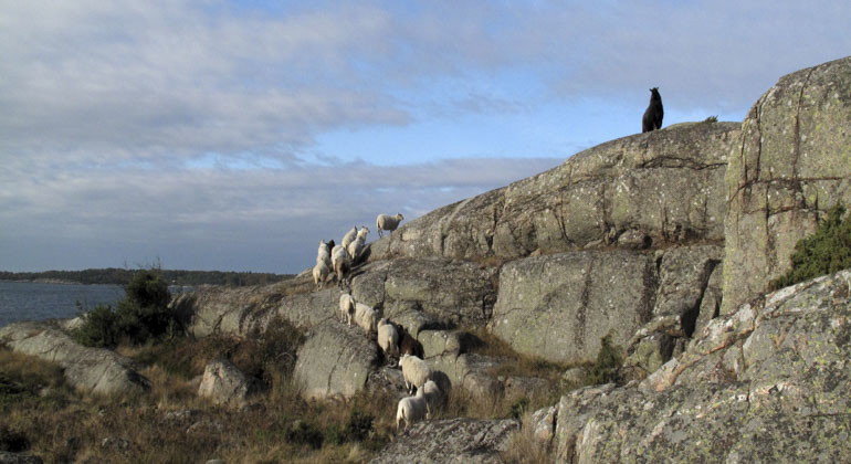 Får som går på led bland klippor