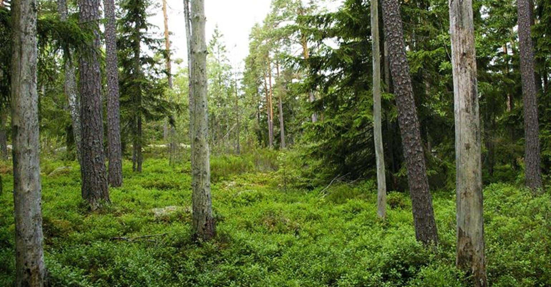 Rödgölskogens naturreservat
Etapp Valdemarsvik sydväst
