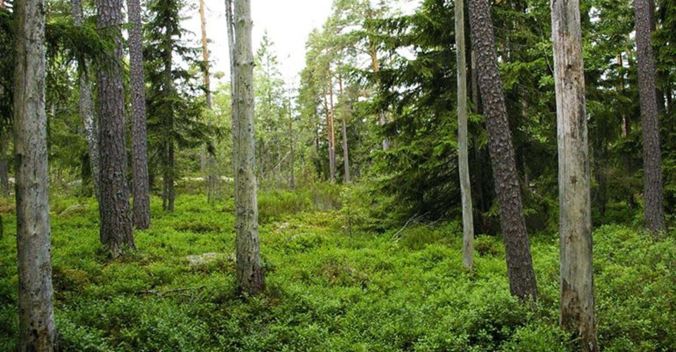 Rödgölskogens naturreservat
Etapp Valdemarsvik sydväst