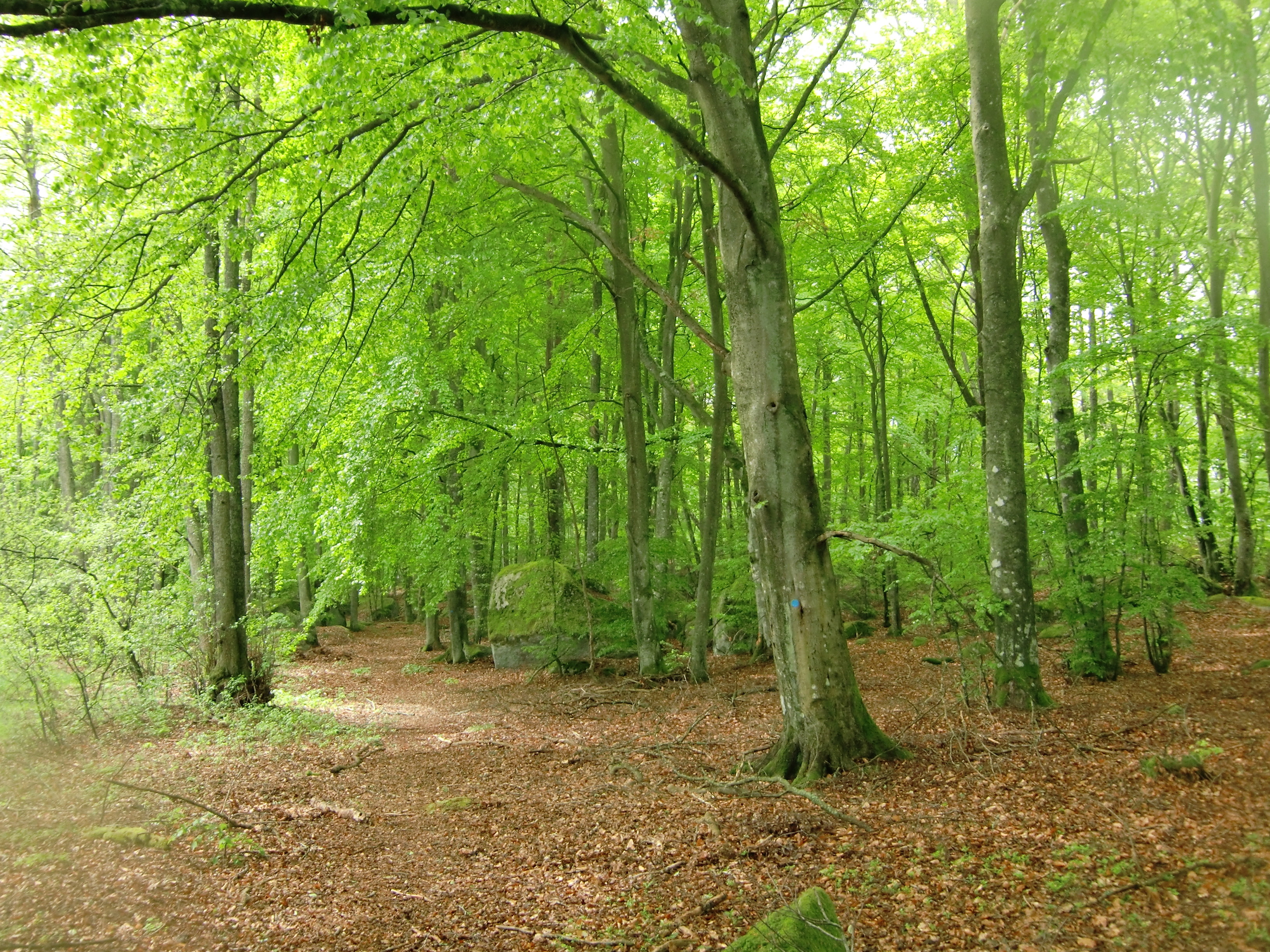 Fotograf: Rolf Löfgren