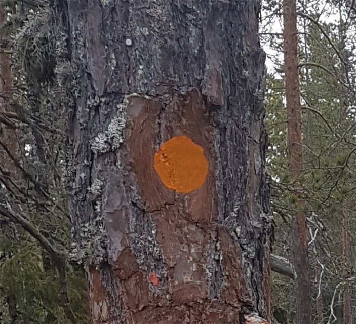 Orange spårmarkering på träd och stolpar