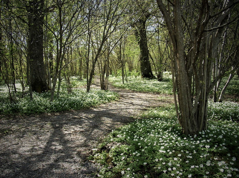 Vita fluffiga vitsippetäcken breder ut sig just nu.