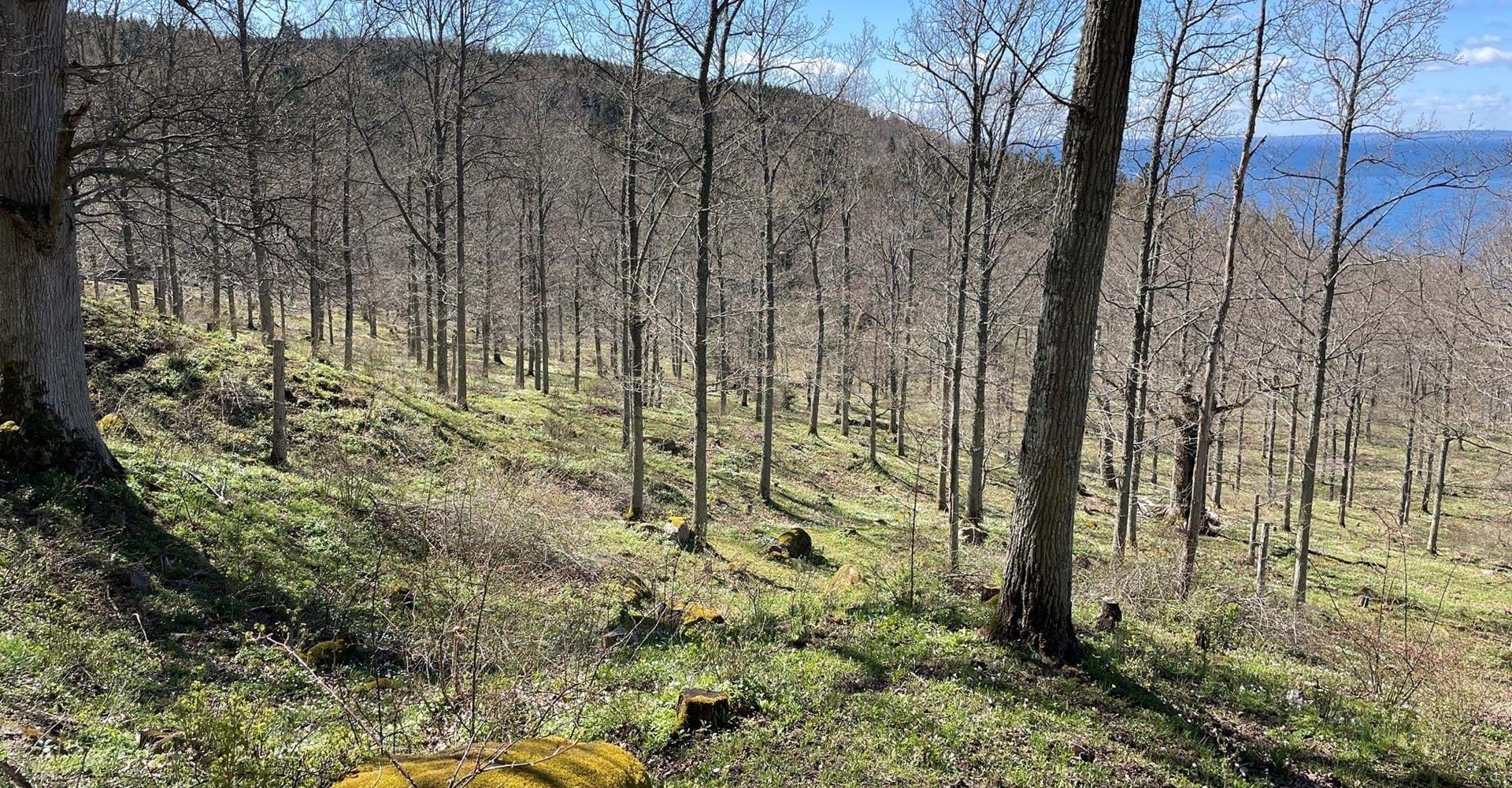 Omberg jätteekar, vår
Etapp: Stocklycke - Borghamn, Omberg runt
Ödeshögs kommun