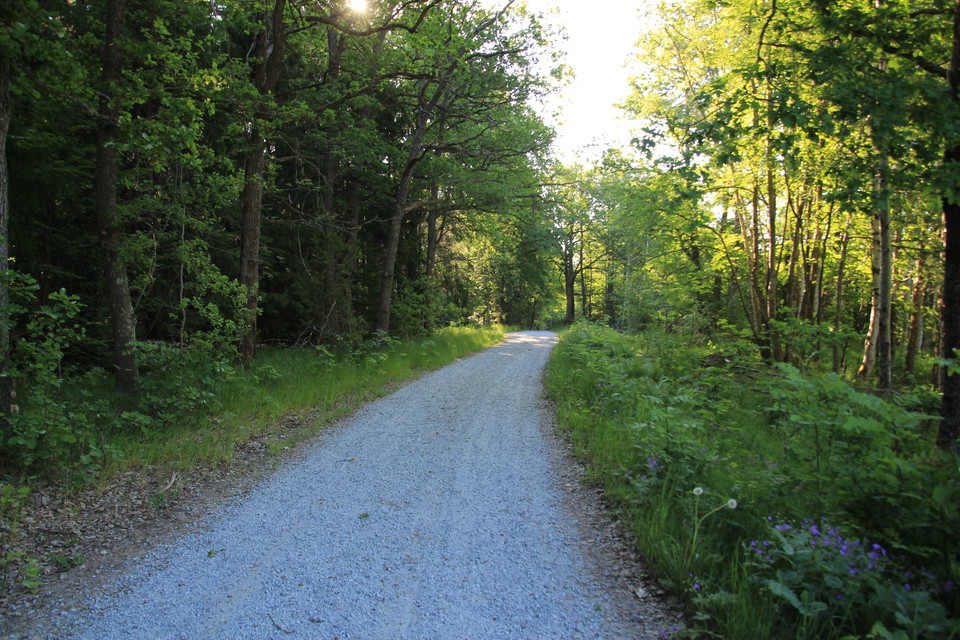 Flera grusvägar går igenom reservatet och visar upp de vackra lövträdsmiljöerna.