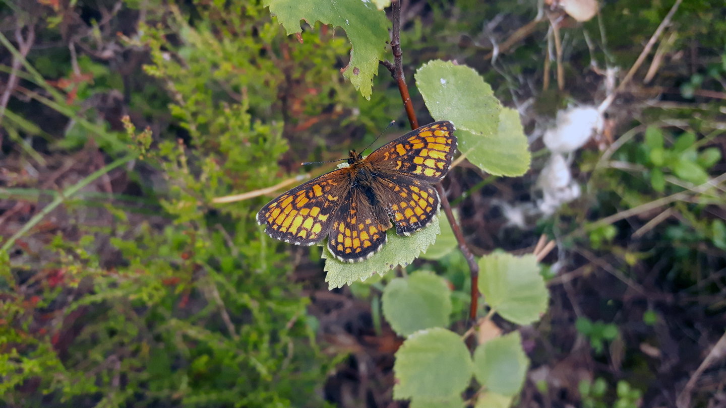 Skogsnätfjäril. Foto Sara Iinatti