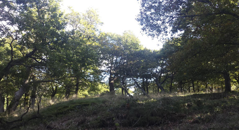 En mörk kulle med träd där solen försöker tränga sig in