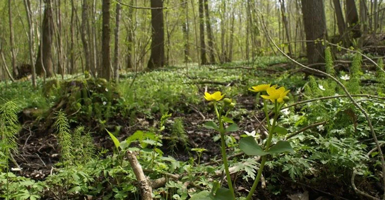 Svensbo lövskog, naturreservat