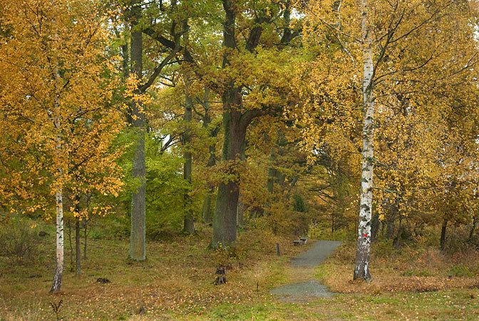 En promenadväg går genom en park med många träd. 