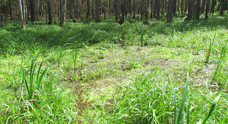 Gillbergaskogen, Naturreservat