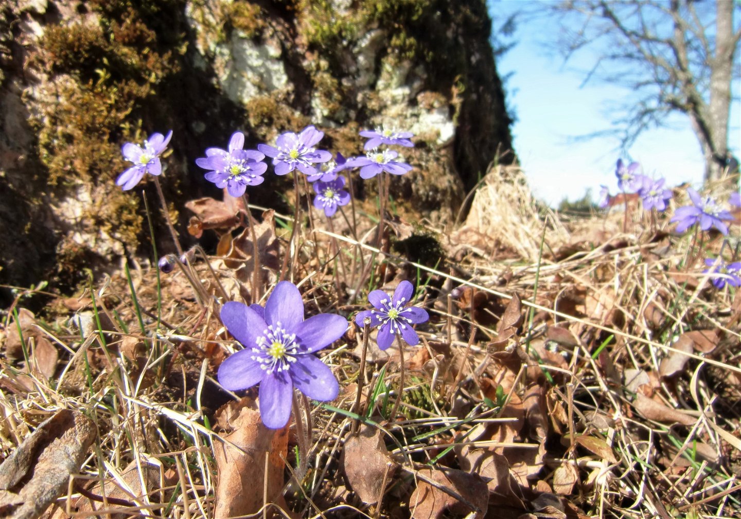 Under mars till maj kan man se blåsipporna blomma på Kummelön