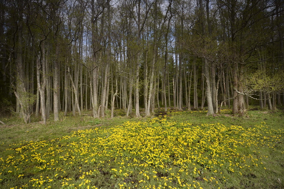 Äng med gula blommor framför dunge av lövträd.