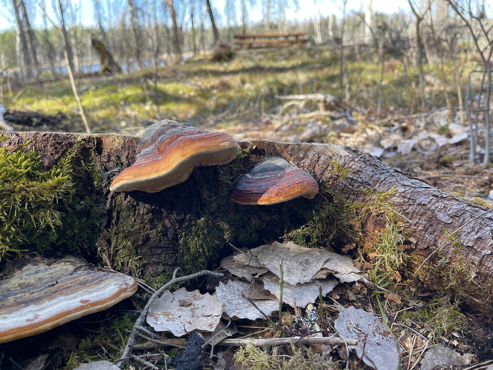 Tickor växer på fallen gren. I bakgrunden ett picknickbord vid vatten.