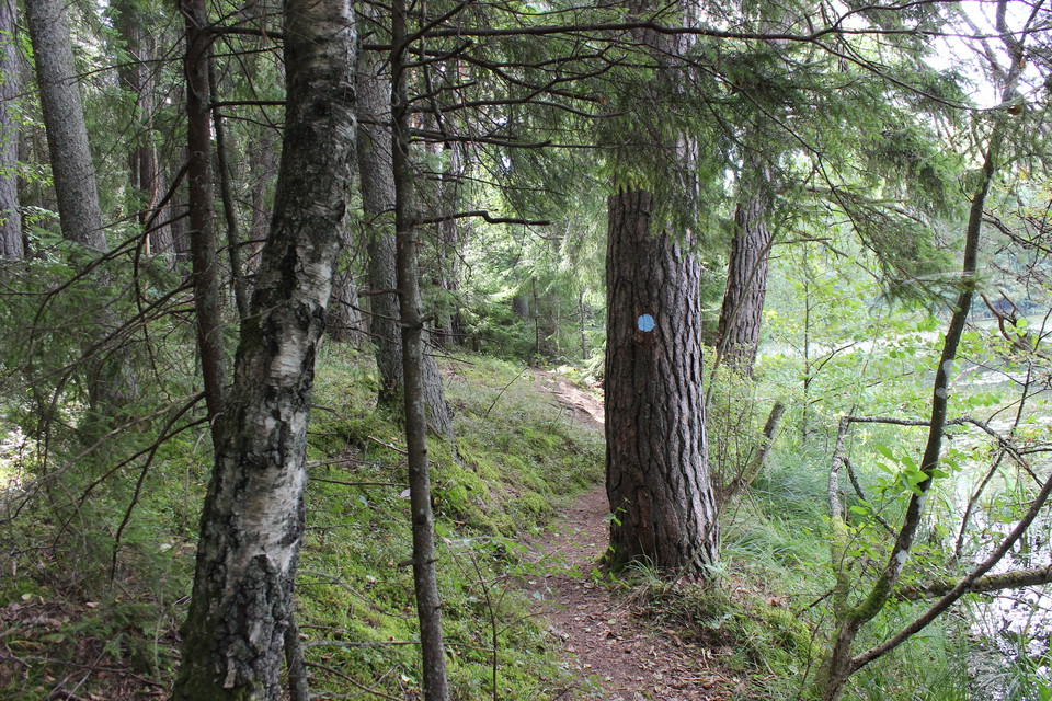 En smal skogsstig längs stranden av en sjö. På ett av träden finns en ljusblå prick.