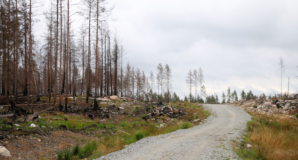 Grusväg med brandområdet synligt till vänster i bild.