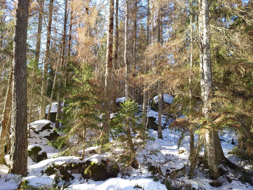 Svartkärrets naturreservat. 