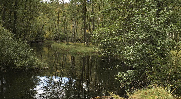 Skog och vatten