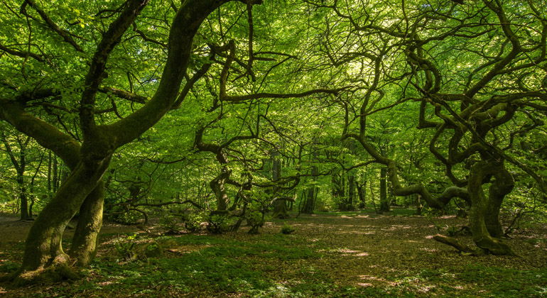 Vresbokar i Prästaskogens naturreservat.