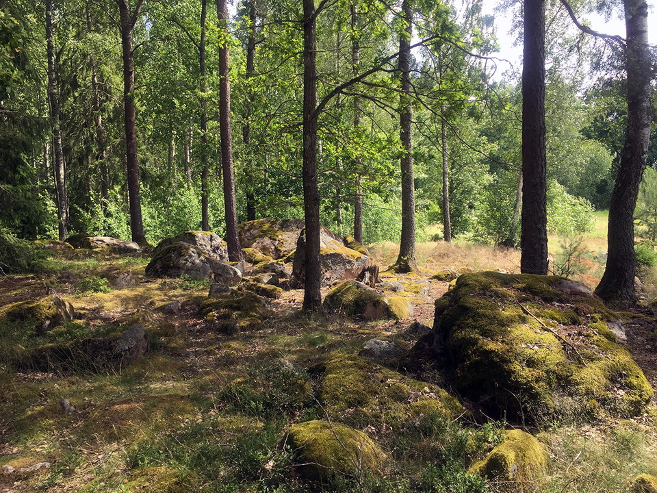 Mosstäckta stenar och lövträd.