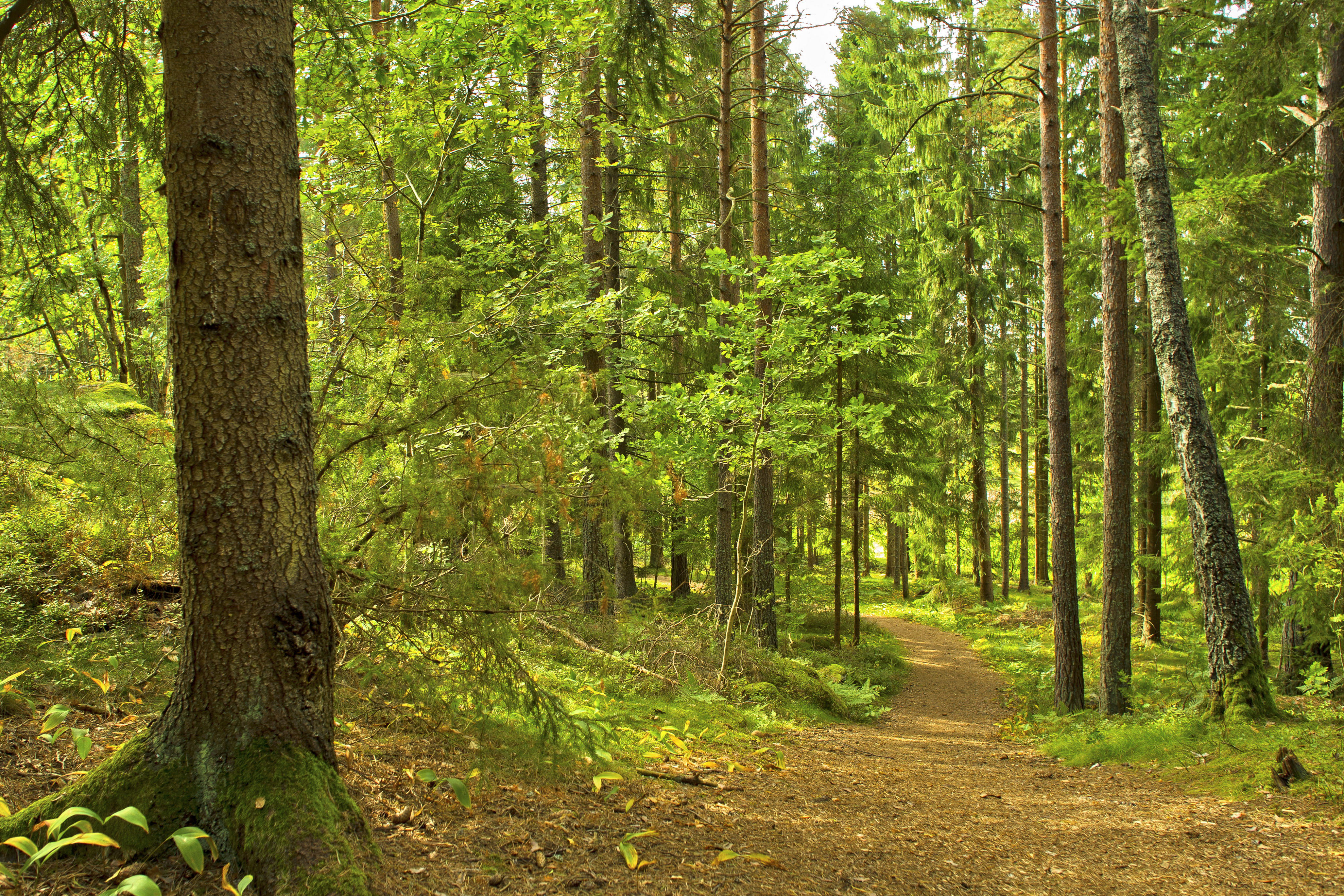 Nykil motionsspår (1,3 km) | Naturkartan