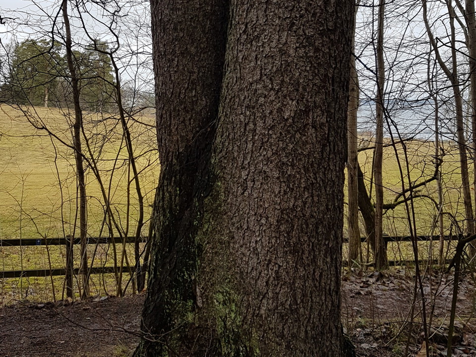 Jättegran. Elfviks Udde. Foto Lidingö stad.