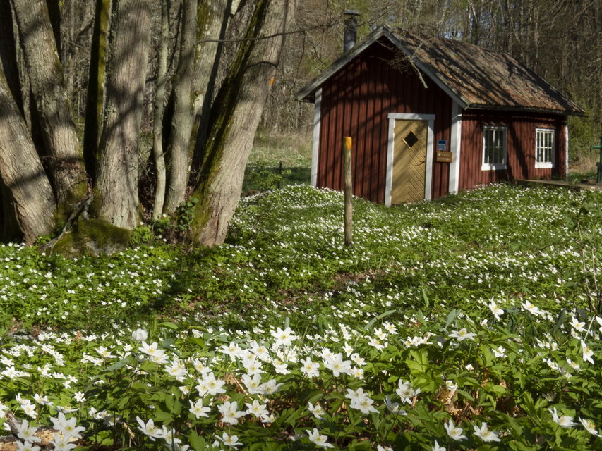 Röd liten stuga bland vitsippor.