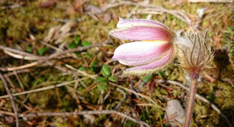 Mosippa: Foto Länsstyrelsen i Dalarnas län