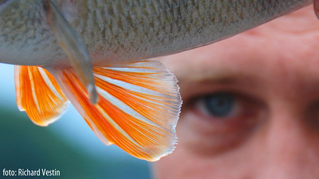 Fiska i Magelungen