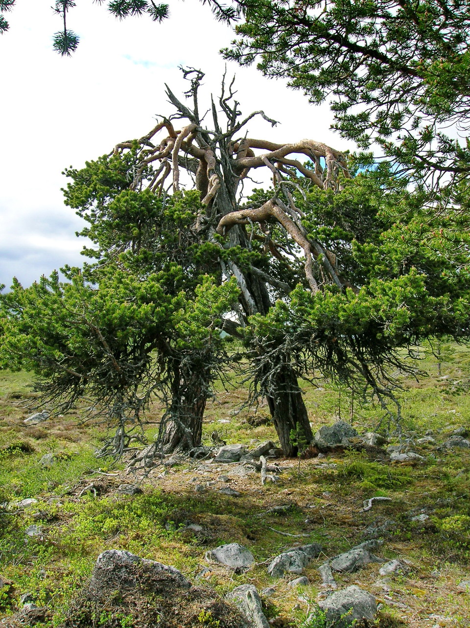 Gammeltallar i fjällsluttningen.