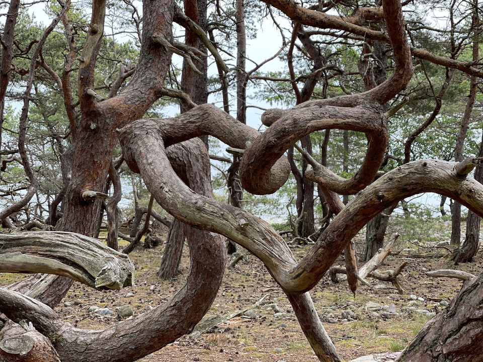 vindpinade tallar som format sig till ett hjärta