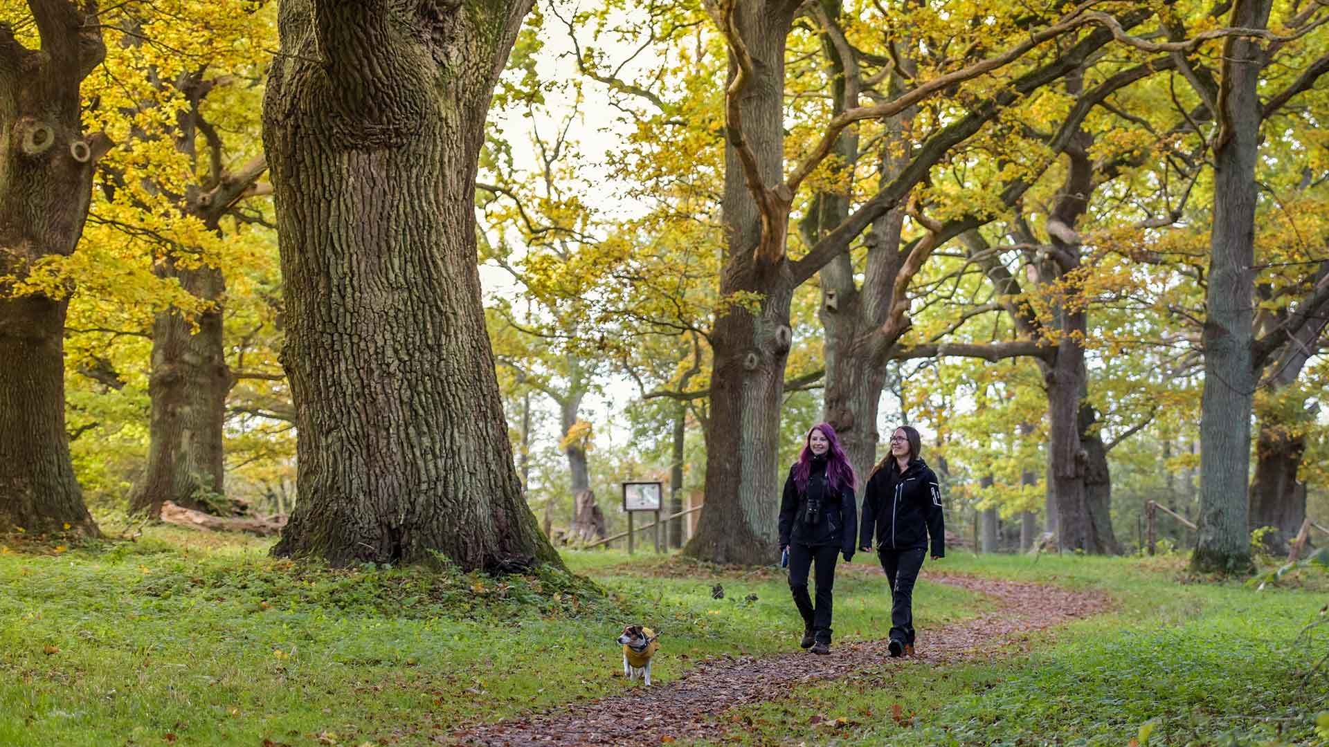 Två personer och en liten hund promenerar bland stora gamla ekar med höstgula blad