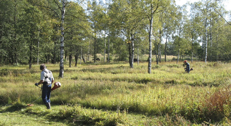 Två män går med varsin röjmaskin på slåtterängen och tar ner det höga gräset. 